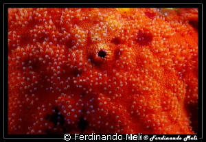 Starfish by Ferdinando Meli 